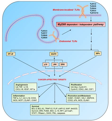 Immune Regulation Of Cancer Progression A The Stimulation Of Tlrs