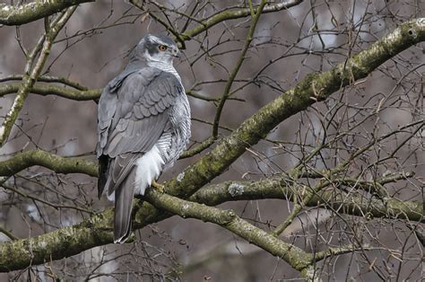 Image: Accipiter gentilis, Hamburg, Germany