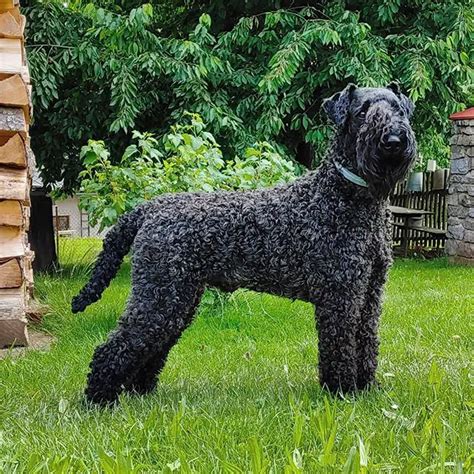 Top 10 Dog Breeds Perfect for Allergy Sufferers - Hunter Games Magazine