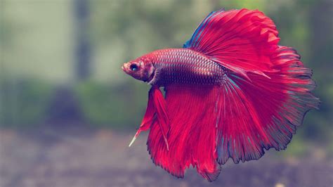 tropical fish wallpaper hd