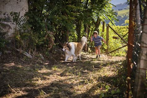 Lassie 2 - Ein neues Abenteuer: Stream, Blu-ray, 4K UHD oder DVD ...