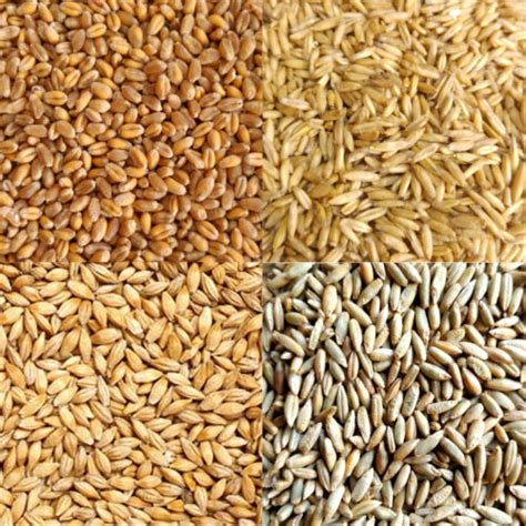 Organic Oat Barley Rye Wheatgrass Grain Seeds Juicing Sprouting Cat