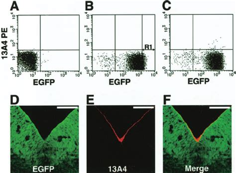 Expression Pattern Of The Nestin GFP Transgene In The Ventral