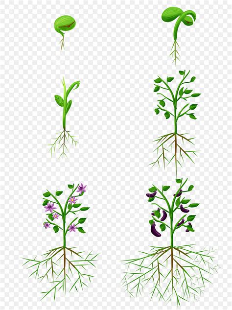 Hand Painted Plant Growth Process Germination Flowering Commercial