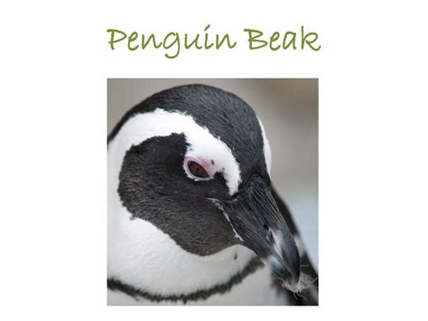 PPT - Cacti & Penguin Adaptations PowerPoint Presentation, free