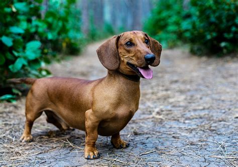 Dachshund Beagle Mix Everything You Need To Know Dachshund Space