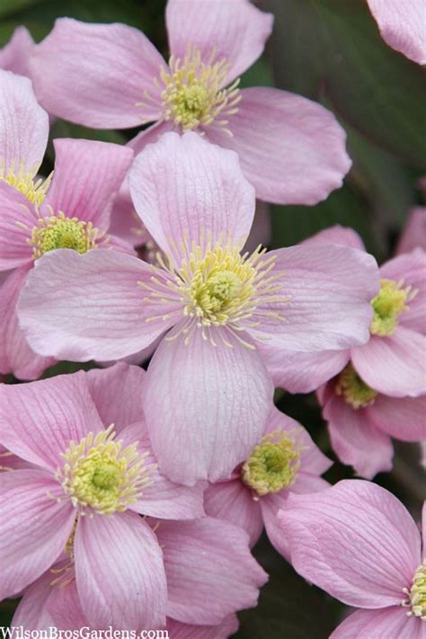 Buy Montana Rubens Clematis Free Shipping Wilson Bros Gardens 1