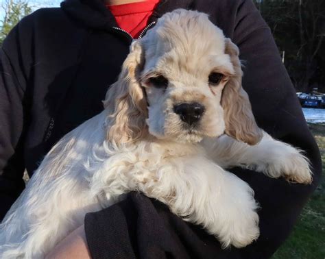 Cocker Spaniel Puppies For Sale In Tennessee