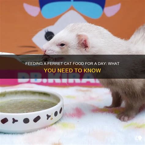 Feeding A Ferret Cat Food For A Day What You Need To Know Petshun