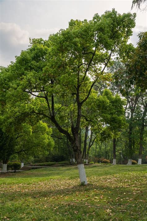 Beautiful Scenery in Public Park with Green Grass Field Stock Photo ...