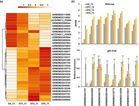 Differentially expressed transcription factors in specific regions from ...