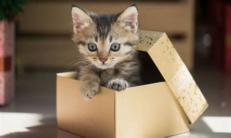 Una Caja El Juguete M S Barato Y M S Divertido Para Tu Gato