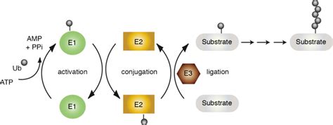 Ubiquitin Conjugation Schematic Depicting The Enzymatic Cascade