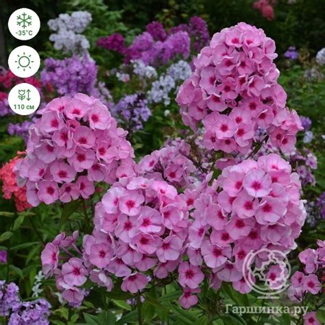 Флокс Цитадель метельчатый купить в Москве по низкой цене - интернет ...