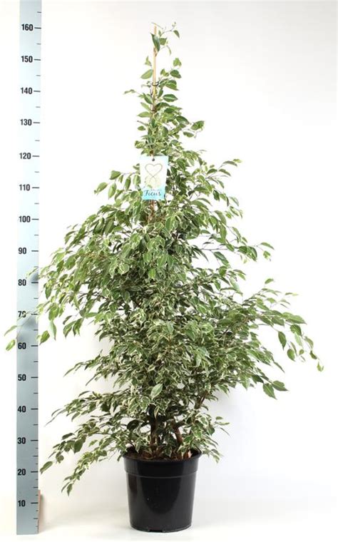 Ficus Benjamina Starlight Grossiste En Plantes Floraccess