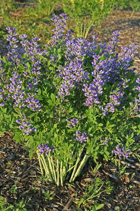 Decadence® Blueberry Sundae False Indigo | Plant Addicts