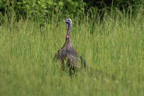 Eastern Turkey Photograph by Brent McDaniel - Fine Art America