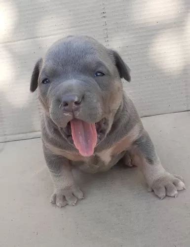 Filhotes American Bully Pedigree Parcelamento Sem Juros