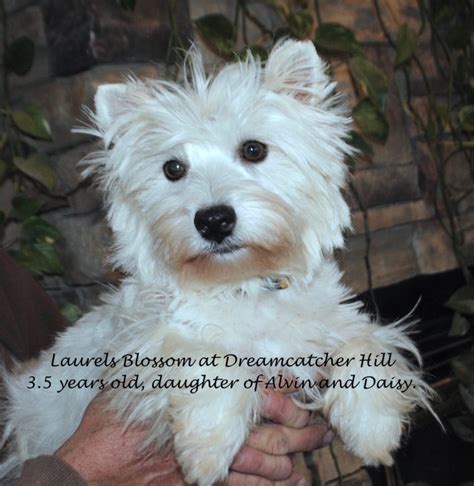 Adult West Highland White Terrier For Sale Illinois Dreamcatcher