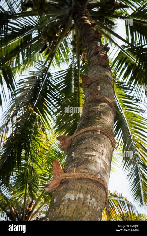 Kerala coconut tree hi-res stock photography and images - Alamy