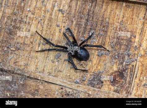 Black Widow in North Carolina Stock Photo - Alamy