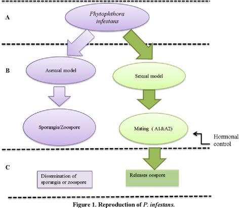 Phytophthora Infestans Labeled