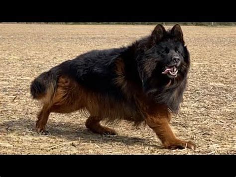 King Shepherd, Long Haired German Shepherd, Shepherd Dogs, Beautiful ...
