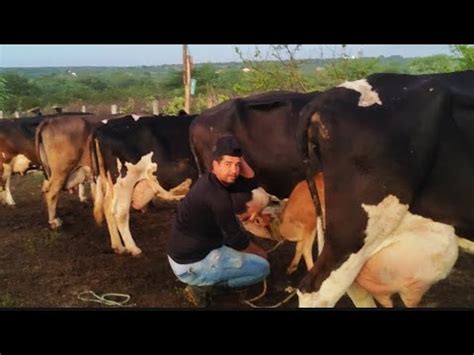 Feira No Curral Tem Venda Vaca Girolanda Holandesa Bezerra