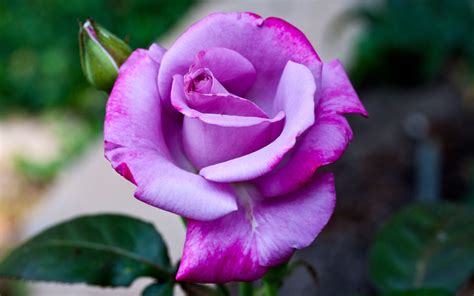 Роза Дансинг Квин Фото И Описание – Telegraph