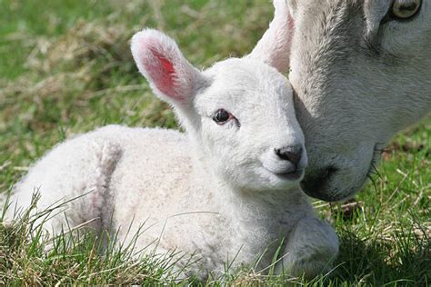 Best Lying Down Lamb Sheep Grass Stock Photos Pictures And Royalty Free