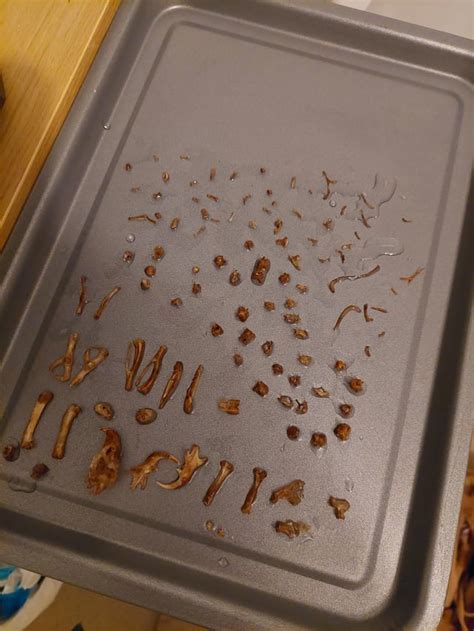 Hamster Skeleton Rbonecollecting