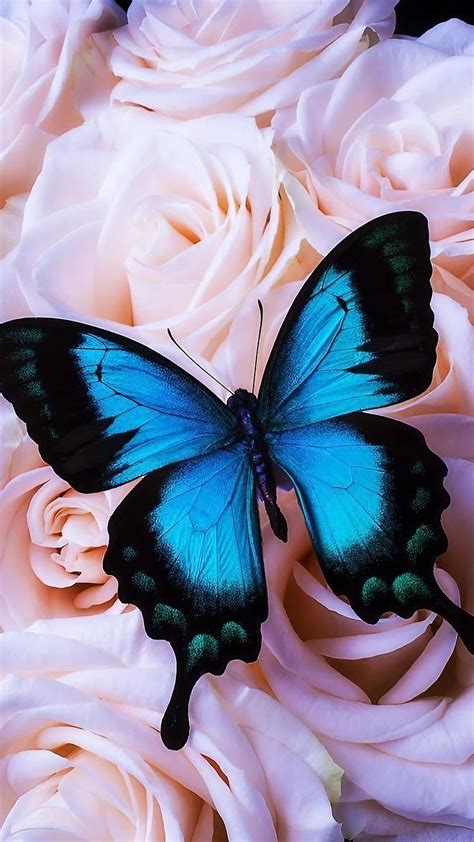 Blue Butterfly Pink Roses Butterfly Blue Butterfly Hd Phone