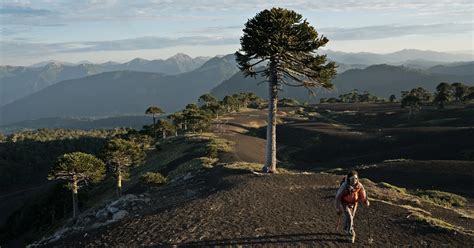 Chile National Tree