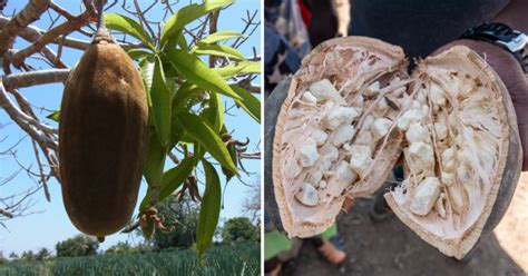 7 Facts About Baobab Fruit You Never Heard of Before