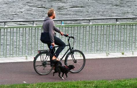 Велопрогулки с собакой: с чего начать?