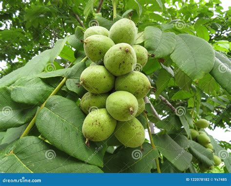 Manchurian Walnut Juglans Mandshurica Ripe Fruits on the Tree Stock ...
