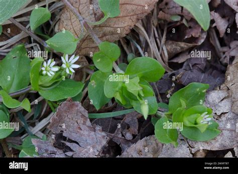 Common Chickweed Stellaria Media Stock Photo Alamy