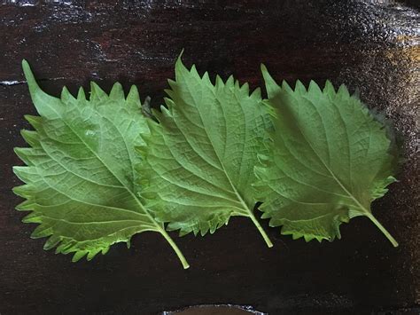 shiso leaf decoration  tasty obsessed  japan