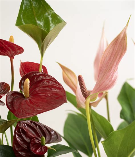 How To Care For Anthurium Plants Easyplant