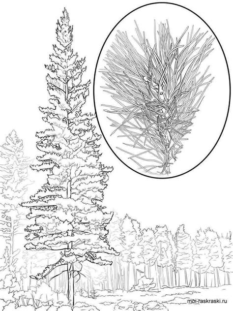 Pine Tree Coloring Pages