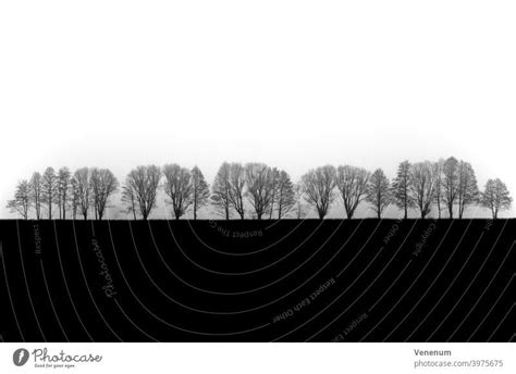 Früher Morgennebel Bäume im Nebel ein lizenzfreies Stock Foto