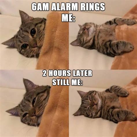 Funny Cat Memes 2024 Clean Karin Marlene