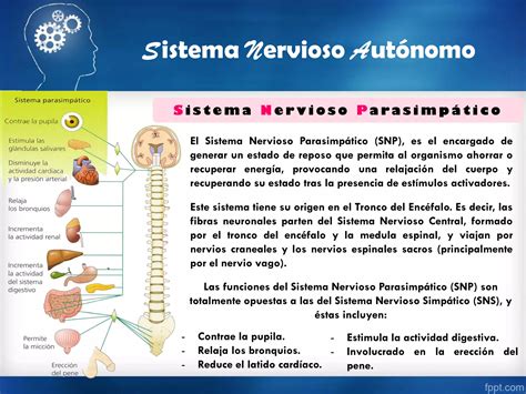 Procesos Mentales Sistema Nervioso Autonomo Placer Displacer Ppt