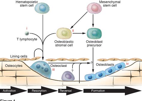 Figure 1 From Pathogenesis Of Osteoporosis Concepts Conflicts And