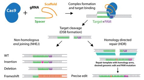 Addgene: CRISPR History and Development for Genome Engineering