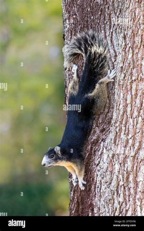 Big Cypress Fox Squirrel Hi Res Stock Photography And Images Alamy