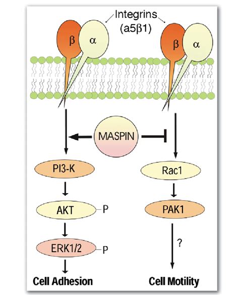 Hypothetical Model Of Maspin S Action In Signal Transduction In This