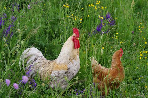 Tiere auf dem Bauernhof • Pentaxians