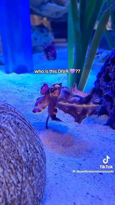 whos  diva dance funny meme animal trend trending blowup
