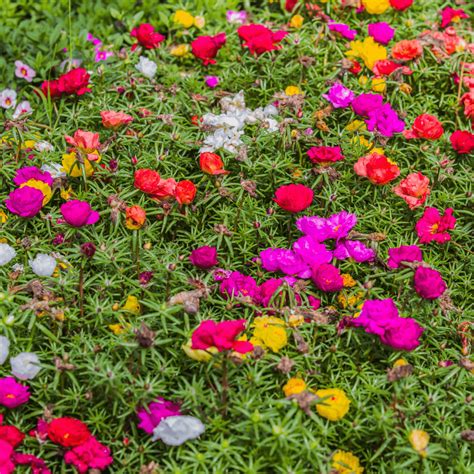 Moon Valley Nurseries
